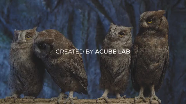 Carti de joc Owl Red by ACube LAB